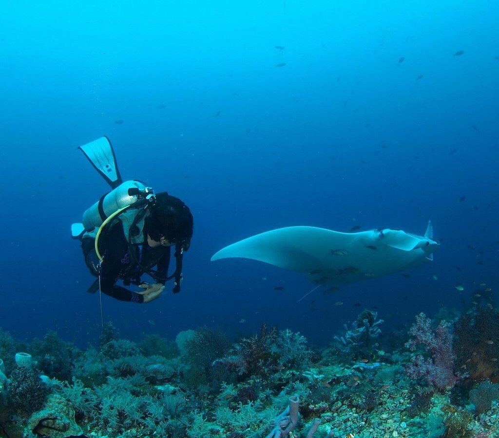 destinasi wisata labuan bajo manta point