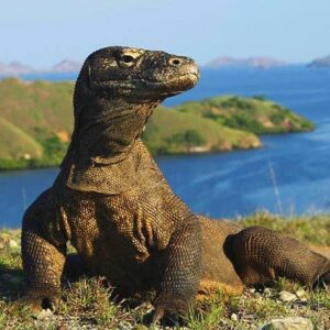 Trip Komodo Island – Complete Guide from Bali to Labuan Bajo