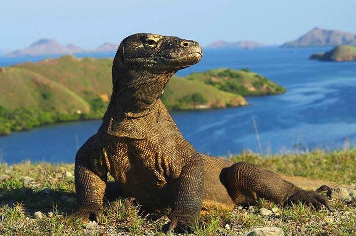 trip komodo island