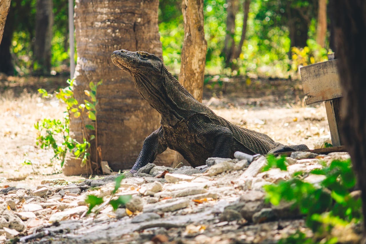 Pulau Komodo Terletak Di Mana Sebenarnya?