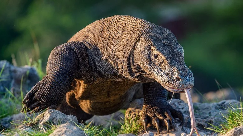 Trip Komodo Island